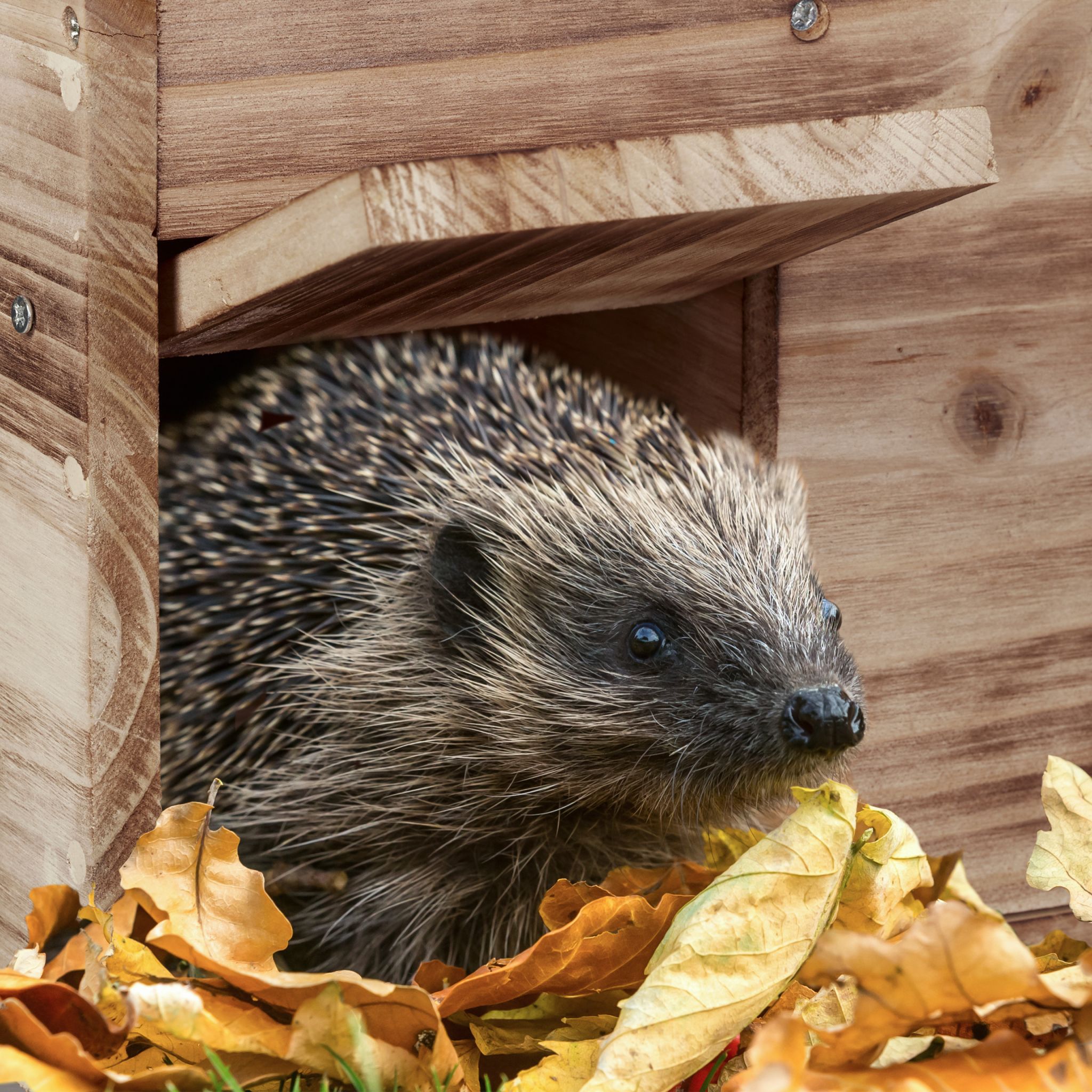 Domek dla jeża legowisko budka lęgowa - obrazek 5